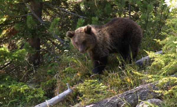 The brown bear